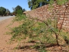 Колючки на дереве, которые растут беспорядочно вдоль дорог на ЧМ в ЮАР 2013