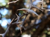 Колючки на дереве, на ЧМ в ЮАР 2013