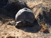 Черепаха на ЧМ в ЮАР 2013