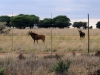 Антилопы в ЮАР 2013