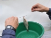 Ринат освобождает рыбу от крючка фото 2