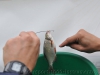 Ринат освобождает рыбу от крючка фото 3